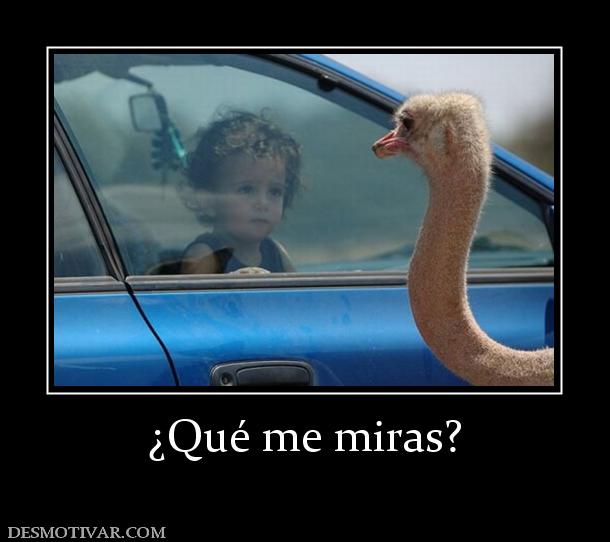 ¿Qué me miras?