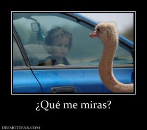¿Qué me miras?
