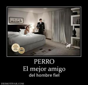 PERRO El mejor amigo  del hombre fiel
