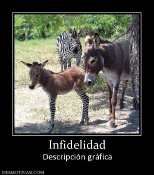 Infidelidad Descripción gráfica