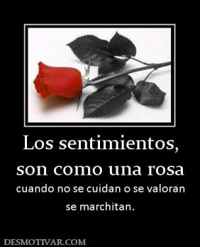 Los sentimientos, son como una rosa cuando no se cuidan o se valoran se marchitan.