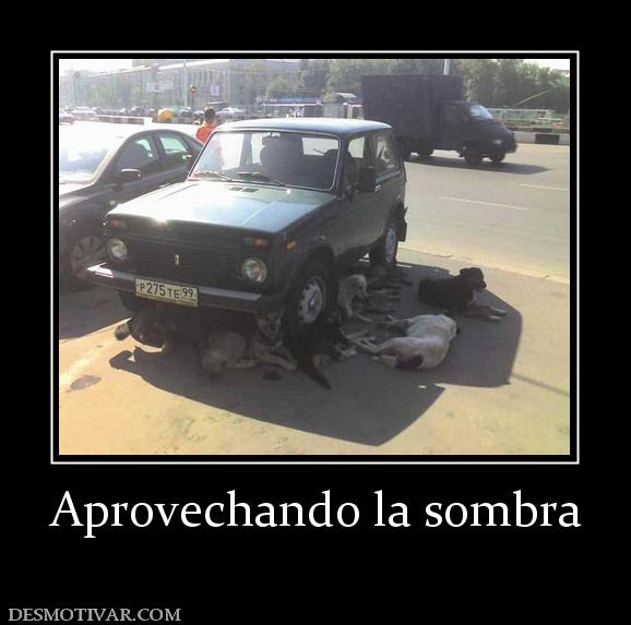 Aprovechando la sombra