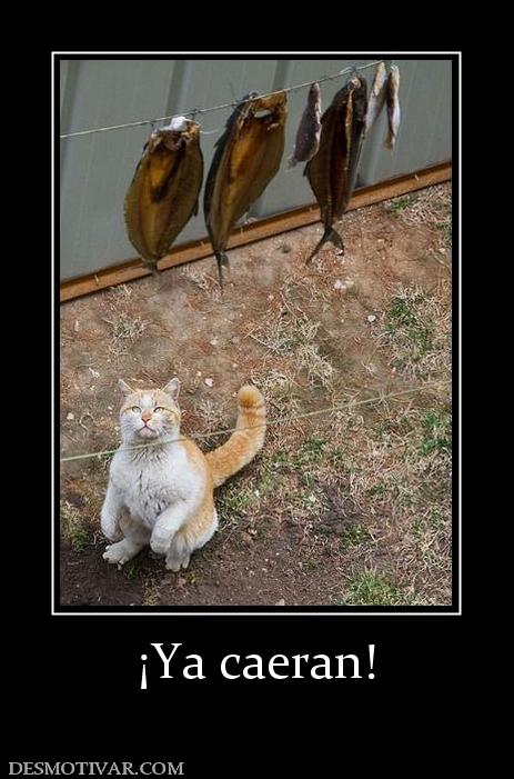¡Ya caeran!
