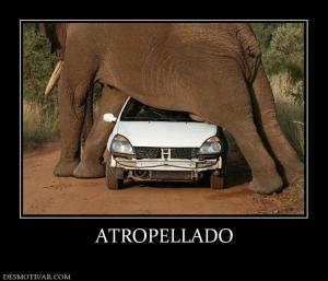 ATROPELLADO
