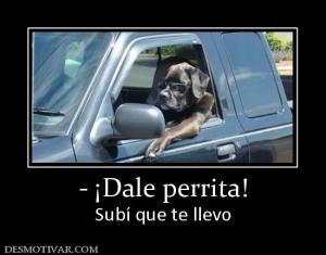 - ¡Dale perrita! Subí que te llevo