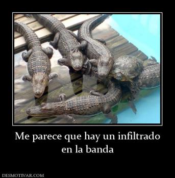 Me parece que hay un infiltrado en la banda
