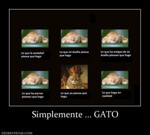 Simplemente ... GATO