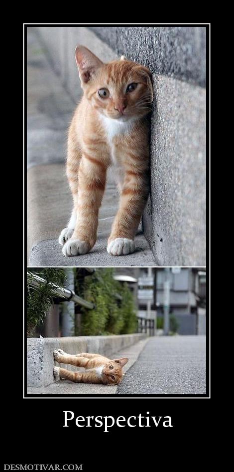 Perspectiva