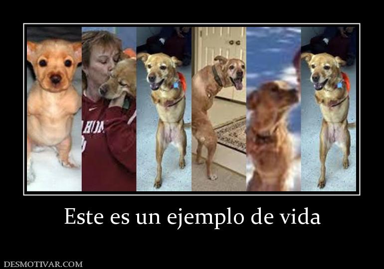 Este es un ejemplo de vida
