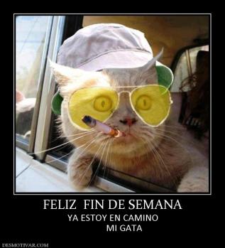 FELIZ  FIN DE SEMANA YA ESTOY EN CAMINO           MI GATA