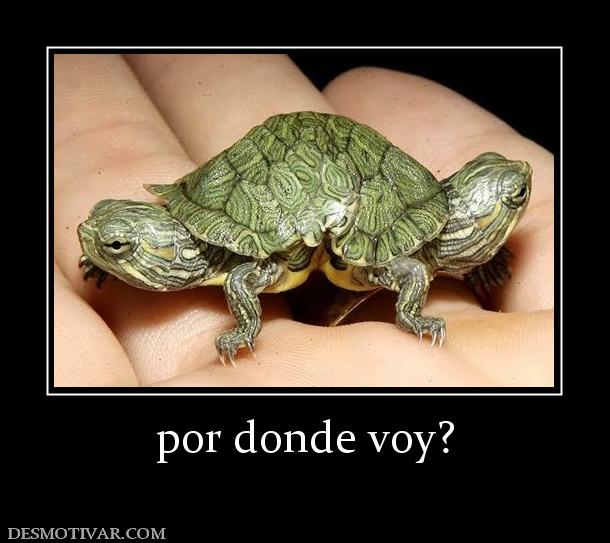 por donde voy?