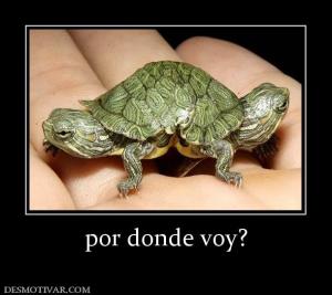 por donde voy?