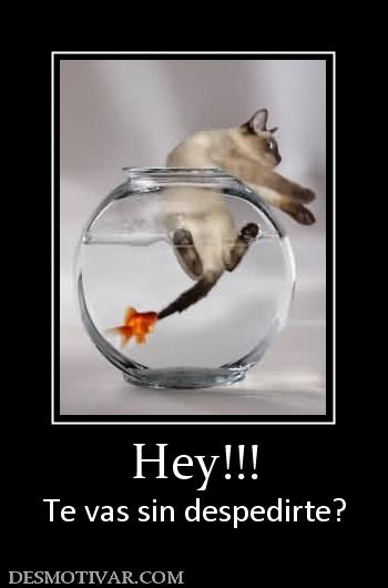 Hey!!! Te vas sin despedirte?