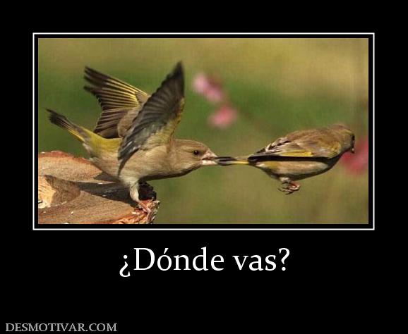 ¿Dónde vas?