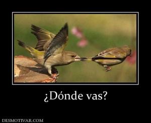 ¿Dónde vas?