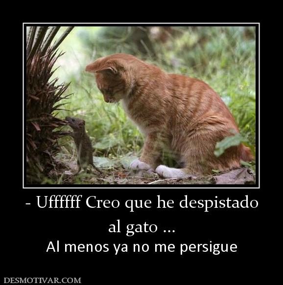 - Uffffff Creo que he despistado al gato ... Al menos ya no me persigue