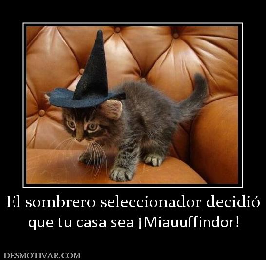 El sombrero seleccionador decidió que tu casa sea ¡Miauuffindor!