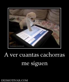 A ver cuantas cachorras me siguen