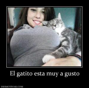 El gatito esta muy a gusto