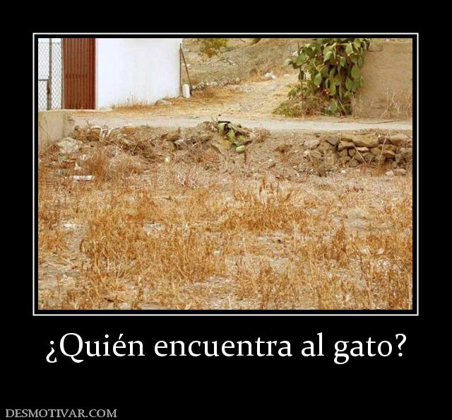 ¿Quién encuentra al gato?