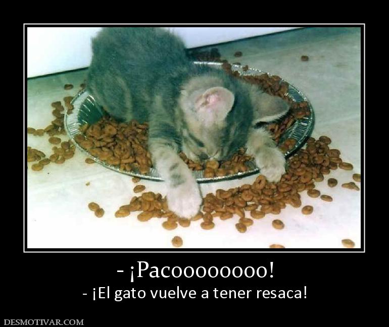 - ¡Pacoooooooo! - ¡El gato vuelve a tener resaca!