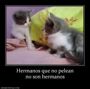 Hermanos que no pelean no son hermanos