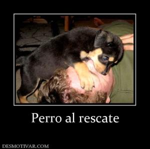 Perro al rescate