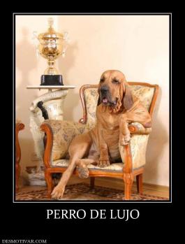 PERRO DE LUJO