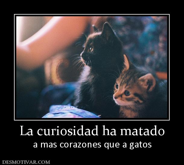 La curiosidad ha matado a mas corazones que a gatos