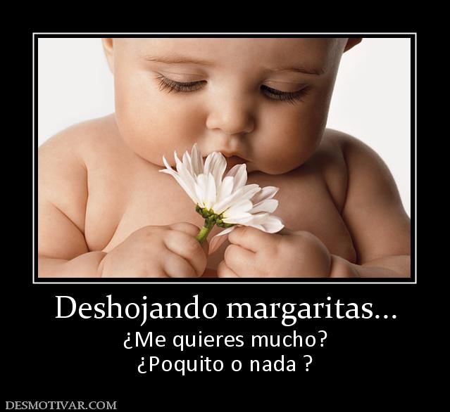 Deshojando margaritas... ¿Me quieres mucho? ¿Poquito o nada ?