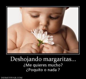 Deshojando margaritas... ¿Me quieres mucho? ¿Poquito o nada ?