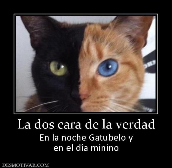 La dos cara de la verdad En la noche Gatubelo y en el día minino