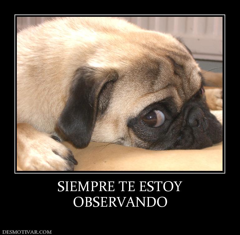 SIEMPRE TE ESTOY OBSERVANDO