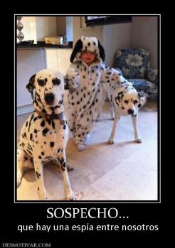 SOSPECHO... que hay una espía entre nosotros