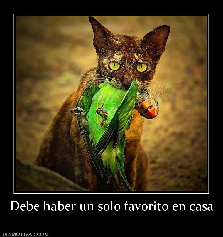 Debe haber un solo favorito en casa