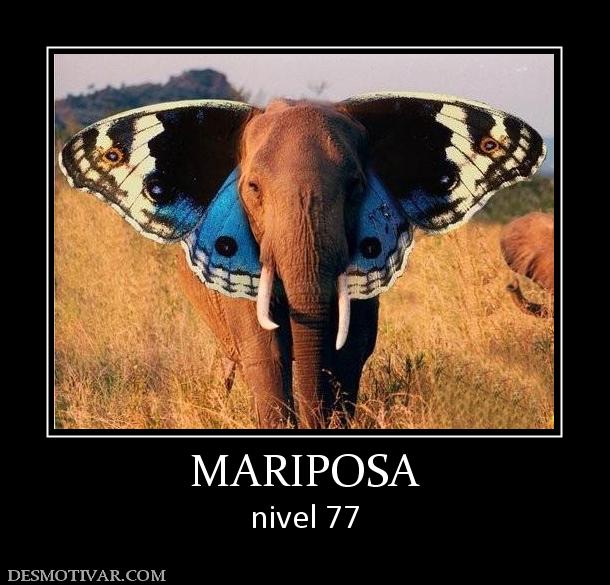 MARIPOSA nivel 77