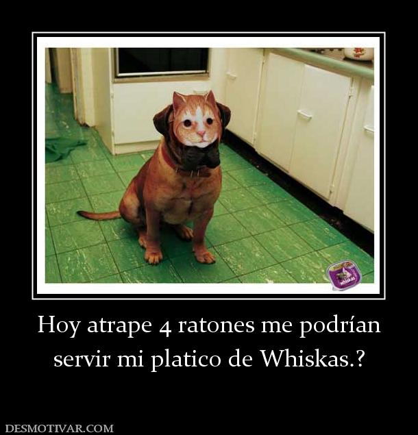 Hoy atrape 4 ratones me podrían servir mi platico de Whiskas.?
