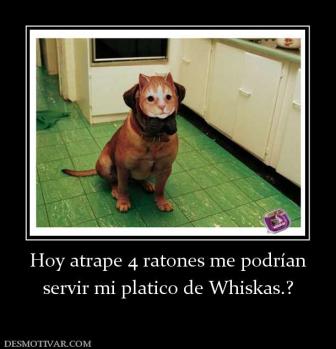 Hoy atrape 4 ratones me podrían servir mi platico de Whiskas.?