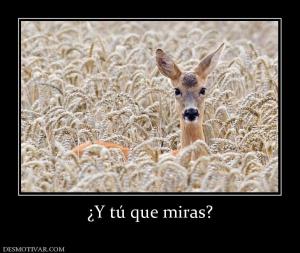 ¿Y tú que miras?