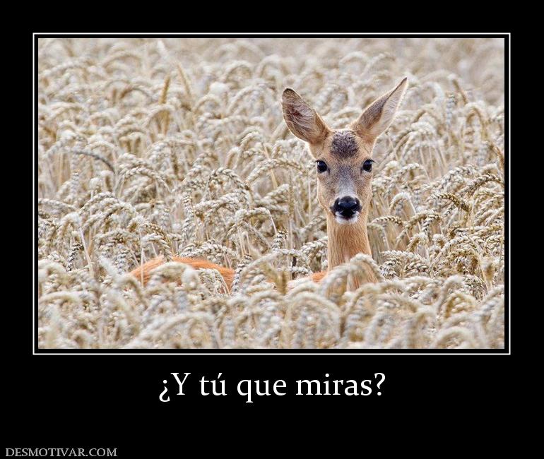 ¿Y tú que miras?