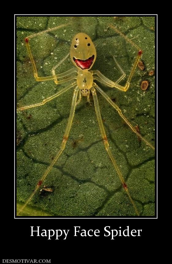 Happy Face Spider