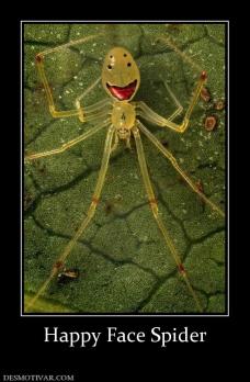 Happy Face Spider