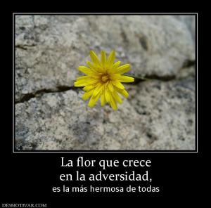 La flor que crece en la adversidad, es la más hermosa de todas