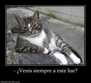 - ¿Venis siempre a este bar?