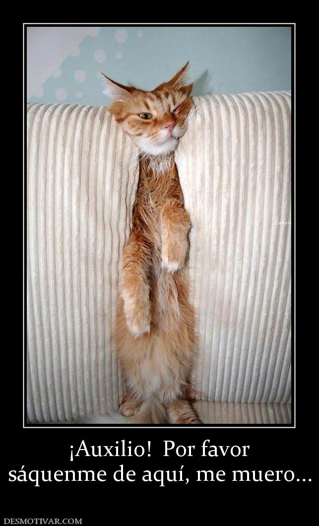 ¡Auxilio!  Por favor sáquenme de aquí, me muero...