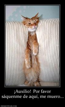 ¡Auxilio!  Por favor sáquenme de aquí, me muero...
