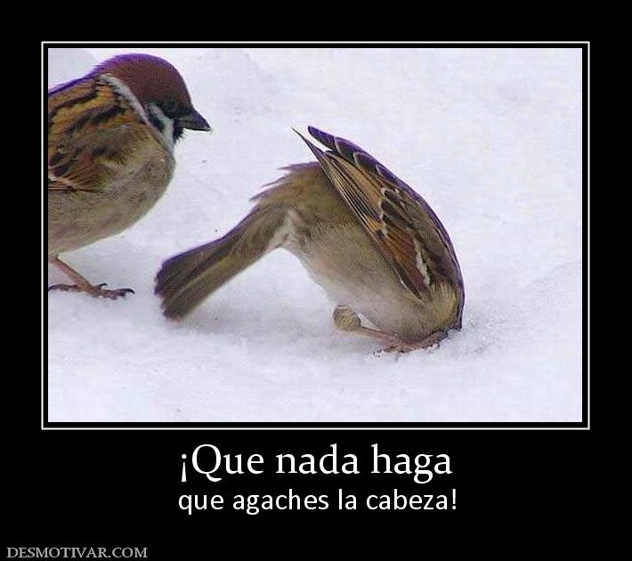 ¡Que nada haga que agaches la cabeza!