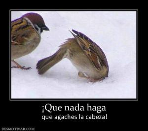 ¡Que nada haga que agaches la cabeza!