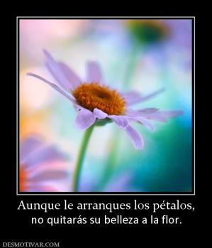 Aunque le arranques los pétalos, no quitarás su belleza a la flor.