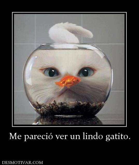 Me pareció ver un lindo gatito.